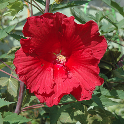 Гибискус Файербол Гибискус Файербол фото