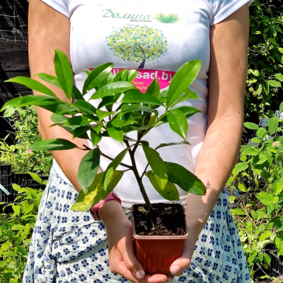 Лавровишня обыкновенная Полстер Лавровишня обыкновенная Полстер - Dolina-Sad.Ru