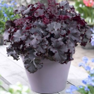 Гейхера Дарк Мистери Гейхера Дарк Мистери - Dolina-Sad.Ru