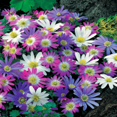 Анемона Бланда Микс Анемона Бланда Микс фото