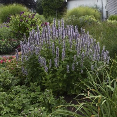 Агастахе Блю Фортун Агастахе Блю Фортун - Dolina-Sad.Ru