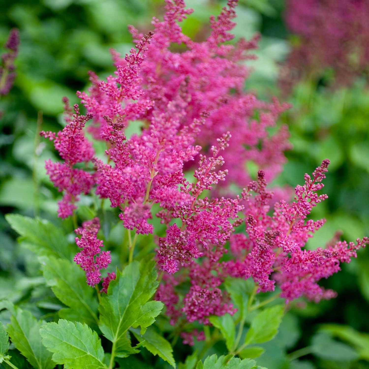 Астильба Файерберри Астильба Файерберри - Dolina-Sad.Ru