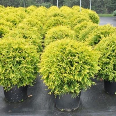 Туя западная Глобоза Ауреа, С2 Туя западная Глобоза Ауреа, С2 - Dolina-Sad.Ru