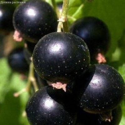 Смородина Лентяй, C3 (2 года) Смородина Лентяй, C3 (2 года) - Dolina-Sad.Ru