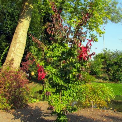 Парротия персидская Белла - Dolina-Sad.Ru