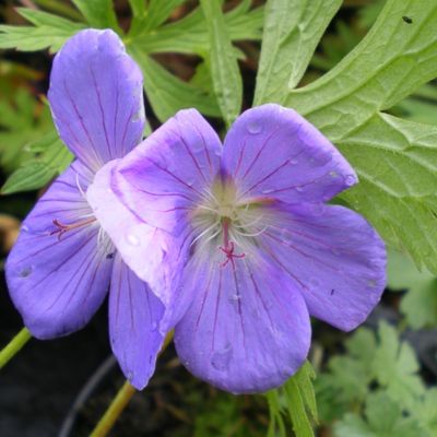 Герань Спинерс - Dolina-Sad.Ru