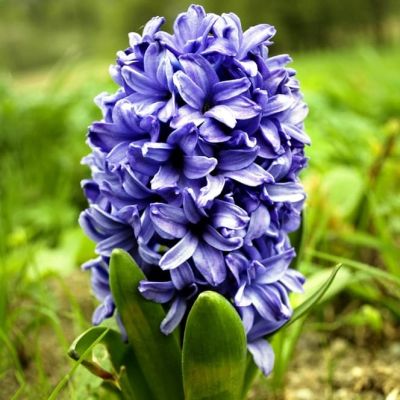 Гиацинт Аида Гиацинт Аида фото