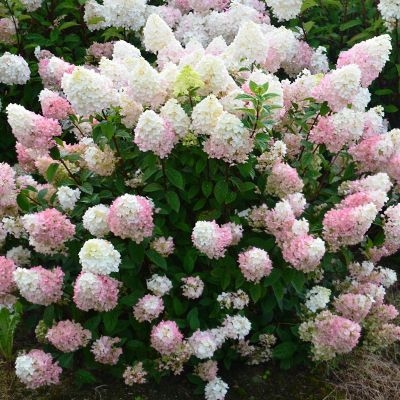 Гортензия метельчатая Сандей Фрайз Гортензия метельчатая Сандей Фрайз фото