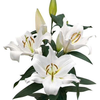 Лилия Замбези Лилия Замбези - Dolina-Sad.Ru