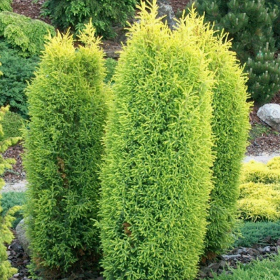 Можжевельник обыкновенный Голд Кон, С3 - Dolina-Sad.Ru