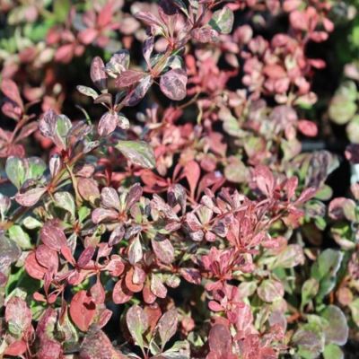 Барбарис тунберга Розетта, С2 Барбарис тунберга Розетта, С2 - Dolina-Sad.Ru