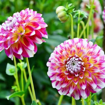 Георгина Гавайи Георгина Гавайи фото