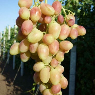 Виноград Бийская роза - Dolina-Sad.Ru