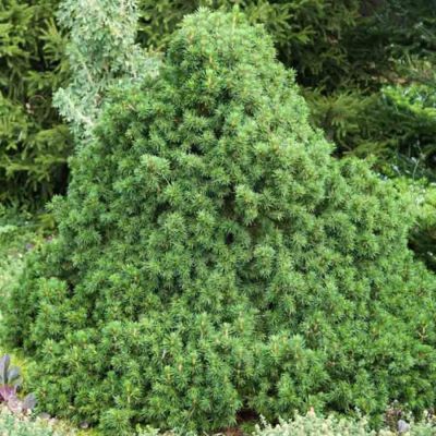 Ель обыкновенная Томпа Ель обыкновенная Томпа - Dolina-Sad.Ru