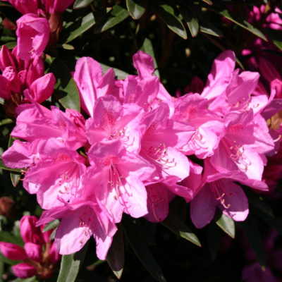 Рододендрон Грациелла Рододендрон Грациелла фото