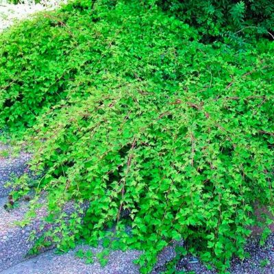 Стефанандра Криспа, С3 Стефанандра Криспа, С3 - Dolina-Sad.Ru