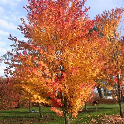 Багрянник Японский Багрянник Японский фото
