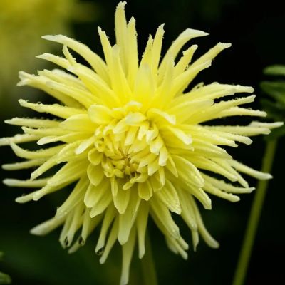 Георгина Еллоу Стар Георгина Еллоу Стар - Dolina-Sad.Ru