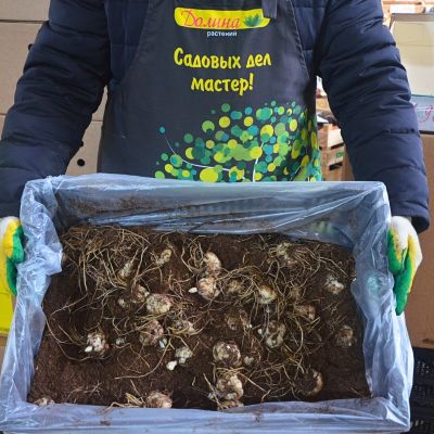 Лилия Хачи Лилия Хачи - Dolina-Sad.Ru