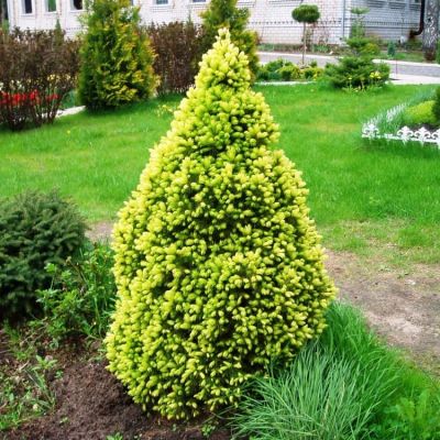 Ель канадская Сан он де Скай, С3 - Dolina-Sad.Ru