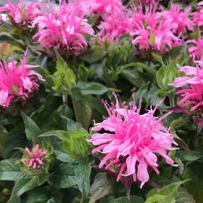 Монарда Шуга Баз Баблгам Бласт Монарда Шуга Баз Баблгам Бласт - Dolina-Sad.Ru