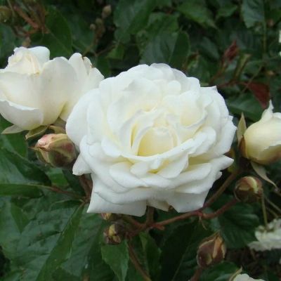 Роза Корснода - Dolina-Sad.Ru