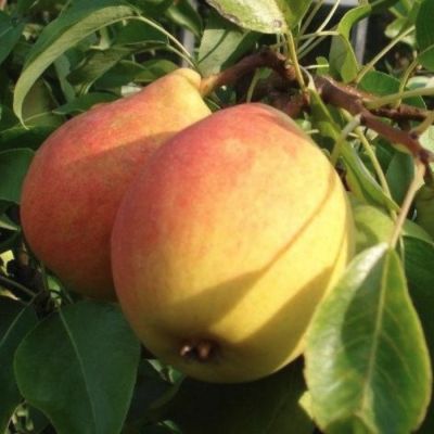 Груша Кафедральная Груша Кафедральная - Dolina-Sad.Ru