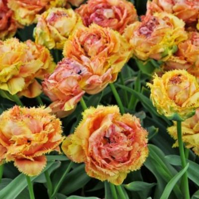 Тюльпан Вайя Кон Диос Тюльпан Вайя Кон Диос фото