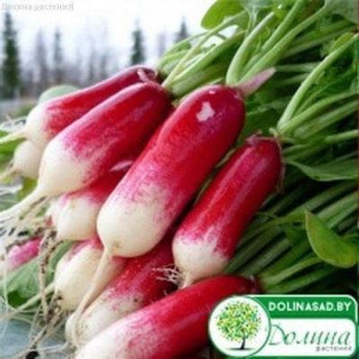 Редис Французский Завтрак фото