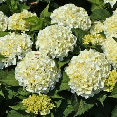 Гортензия крупнолистная Айс Бой, С2 - Dolina-Sad.Ru