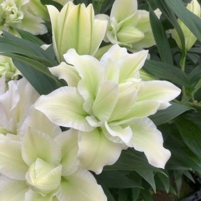 Лилия Роузлили Джоэлла - Dolina-Sad.Ru