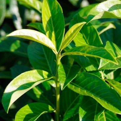 Лавровишня гибридная Генолиа Лавровишня гибридная Генолиа - Dolina-Sad.Ru