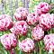 Тюльпан Дазлинг Дизаер Тюльпан Дазлинг Дизаер фото