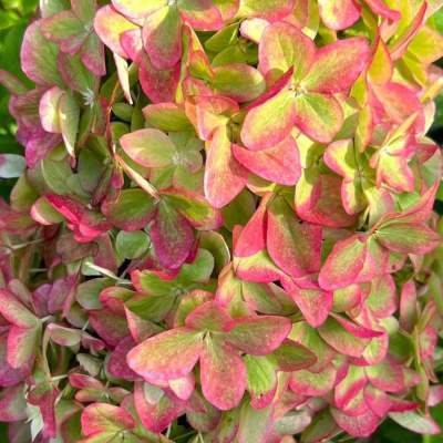 Гортензия метельчатая Металика, С3 Гортензия метельчатая Металика, С3 - Dolina-Sad.Ru