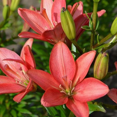 Лилия Литтл Кисс Лилия Литтл Кисс - Dolina-Sad.Ru