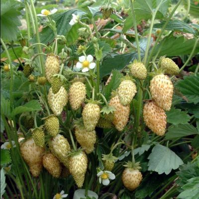 Земляника Желтое чудо Земляника Желтое чудо фото