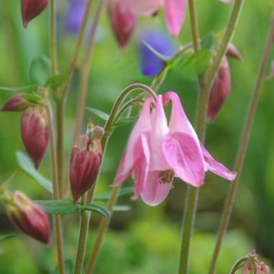 Аквилегия Пинк Аквилегия Пинк - Dolina-Sad.Ru