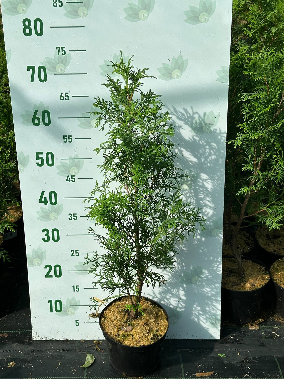 Туя западная Жеска, С2 Туя западная Жеска, С2 - Dolina-Sad.Ru