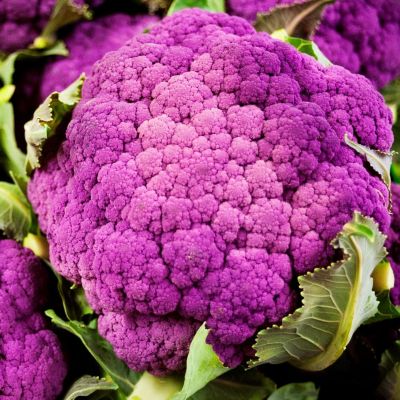 Капуста цветная Пурпурная Капуста цветная Пурпурная фото
