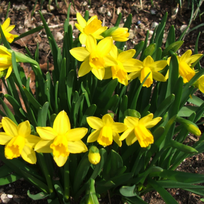 Нарцисс Тет-а-Тет Нарцисс Тет-а-Тет - Dolina-Sad.Ru