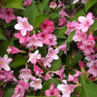 Вейгела ранняя Букет Роуз, С3 - Dolina-Sad.Ru