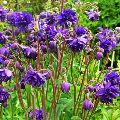 Аквилегия Блю Аквилегия Блю фото