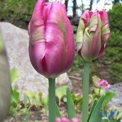 Тюльпан Раи Тюльпан Раи фото