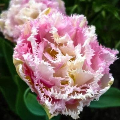 Тюльпан Кул Кристал Тюльпан Кул Кристал фото