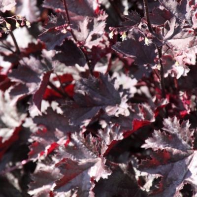 Гейхера Дарк Мистери Гейхера Дарк Мистери - Dolina-Sad.Ru