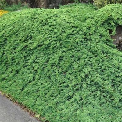 Можжевельник горизонтальный Прострата, С3 Можжевельник горизонтальный Прострата, С3 - Dolina-Sad.Ru