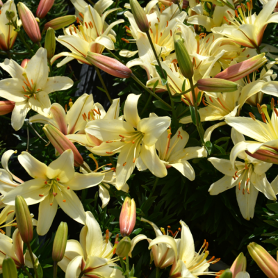 Лилия Пурпл Френцис - Dolina-Sad.Ru