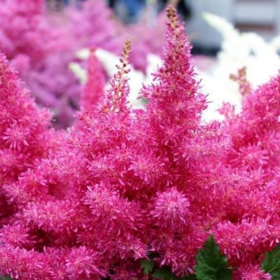 Астильба Арендса Драм энд Басс Астильба Арендса Драм энд Басс - Dolina-Sad.Ru