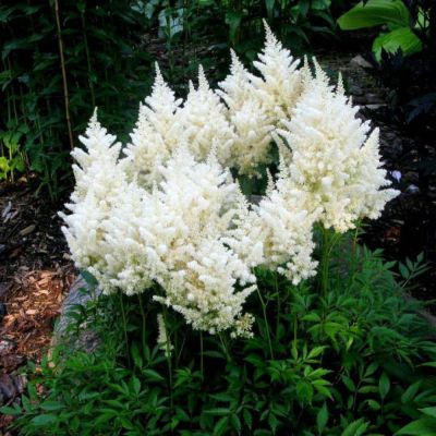 Астильба Файерворкс Уайт - Dolina-Sad.Ru