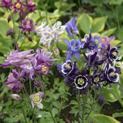 Аквилегия гибридная Бидермейер Аквилегия гибридная Бидермейер - Dolina-Sad.Ru